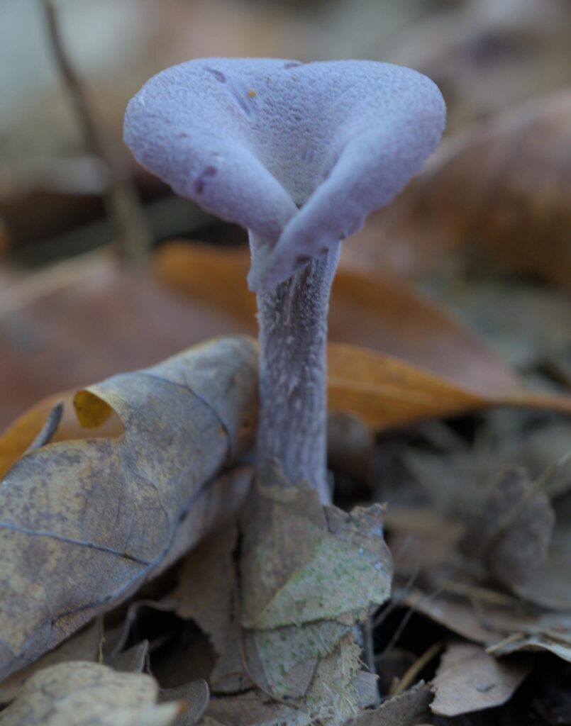 Violet ametysthat (Laccaria amethystina)