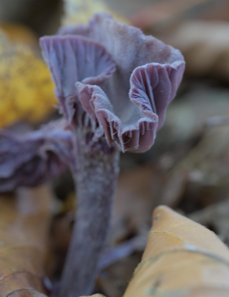 Violet ametysthat (Laccaria amethystina)