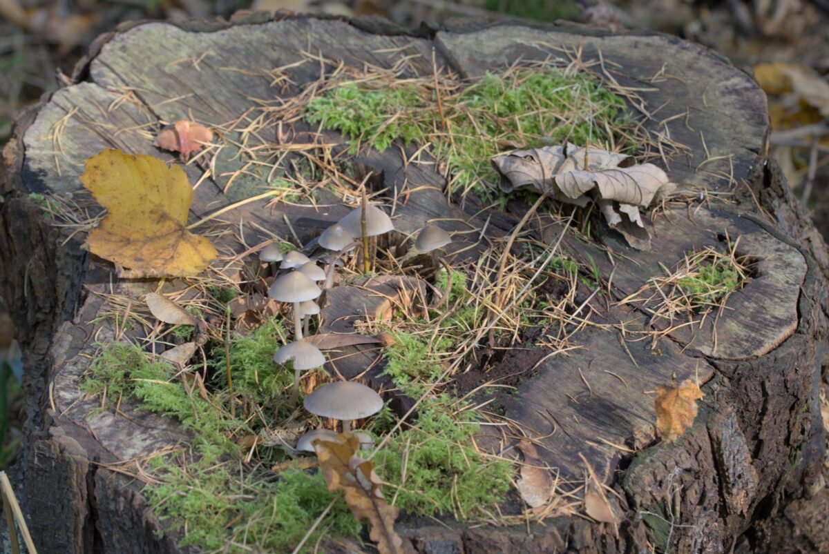 Foranderlig skælhat (Kuehneromyces mutabilis).