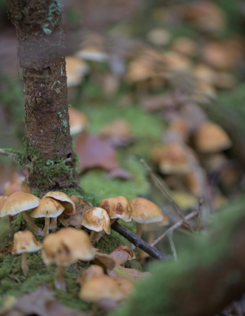 Foranderlig skælhat (Kuehneromyces mutabilis).